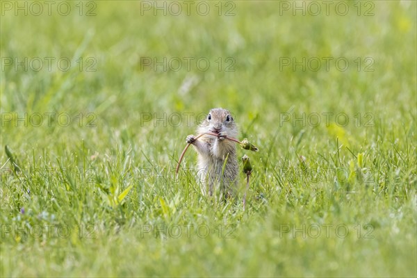 European ground squirrel (Spermophilus citellus) in a meadow with dandelion stalk in the paws