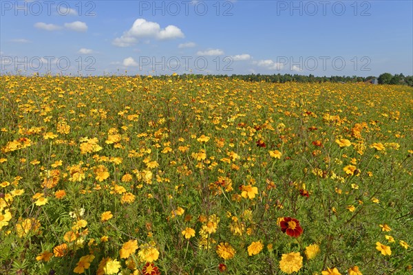 Yellow Marigolds (Tagetes) as green manure on a field