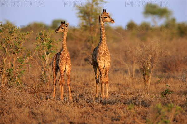 Southern giraffes (Giraffa camelopardalis giraffa)