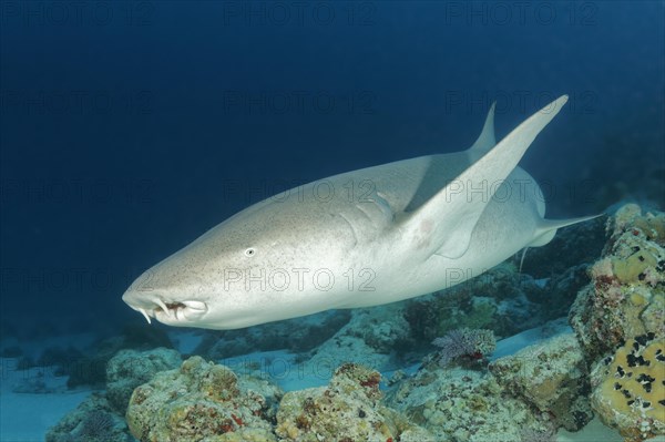 Tawny nurse shark (Nebrius ferrugineus)