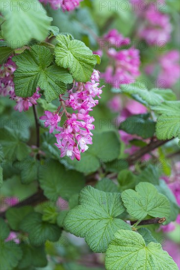 Flowering currant (Ribes sanguineum)