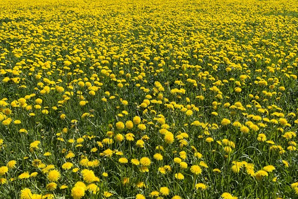 Dandelion meadow (Taraxacum sect. Ruderalia)