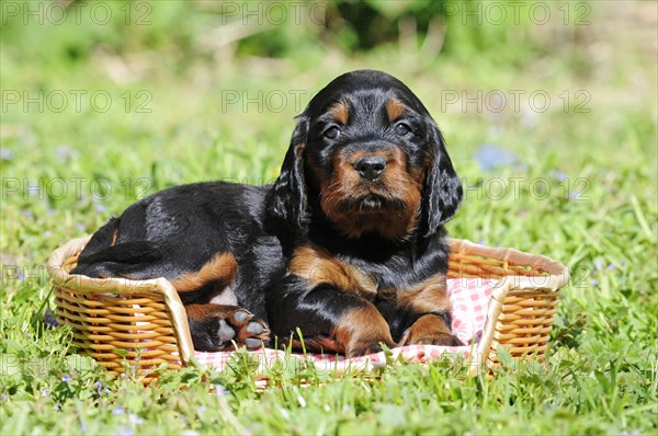 Gordon Setter