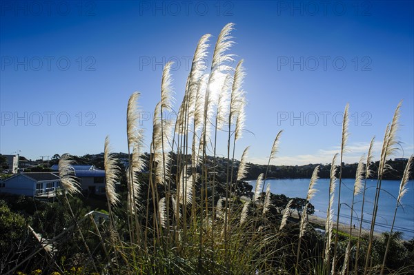 Pampas grass (Cortaderia selloana) above Oneroa Bay