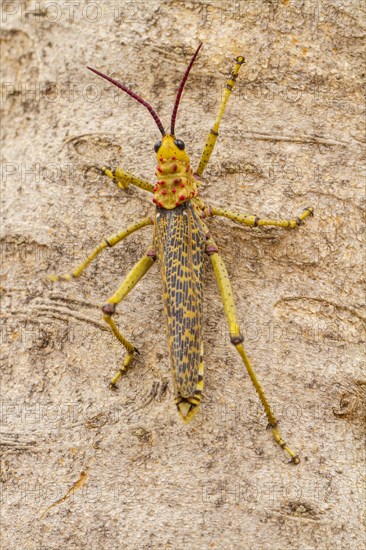 Common milkweed locust (Phymateus morbillosus)
