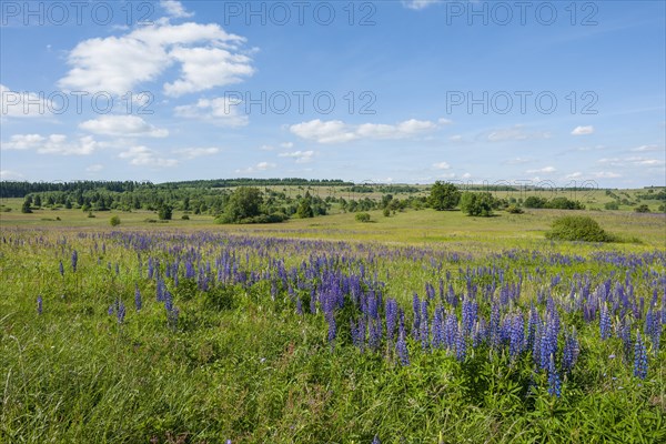 Large-leaved lupin (Lupinus polyphyllus)