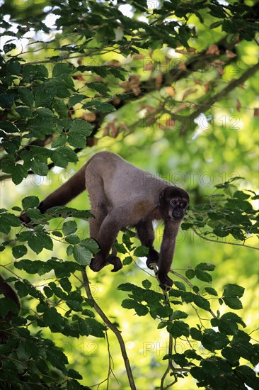 Brown woolly monkey (Lagothrix lagotricha)