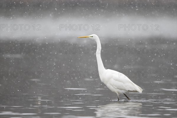 Great egret (Ardea alba) strides in the water