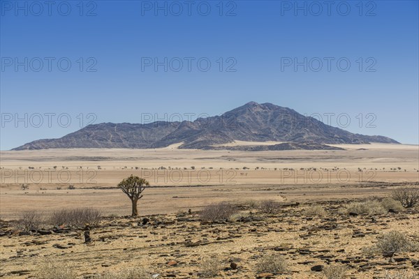 Desert-like landscape with Quiver tree (Aloe dichotoma)