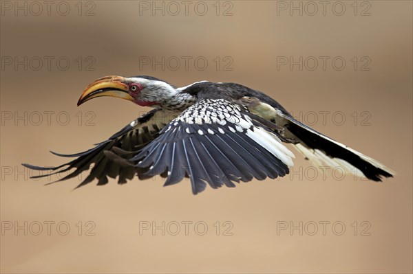 Southern Yellow-billed Hornbill (Tockus leucomelas)