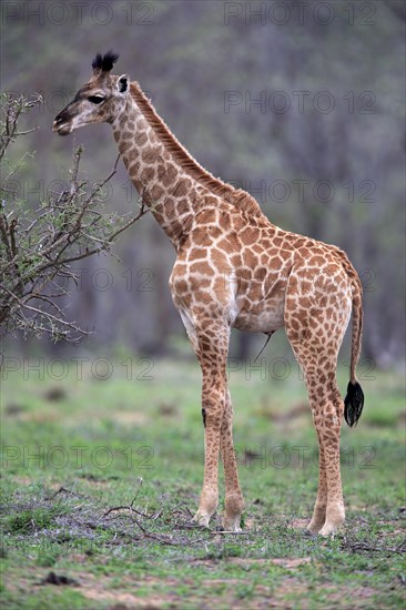 South African giraffe (Giraffa camelopardalis giraffa)