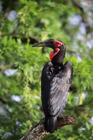 Southern ground hornbill (Bucorvus leadbeateri)