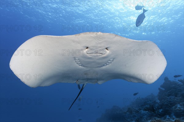 Pink whipray (Himantura fai) from below