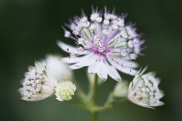 Astrantia major (Astrantia major)