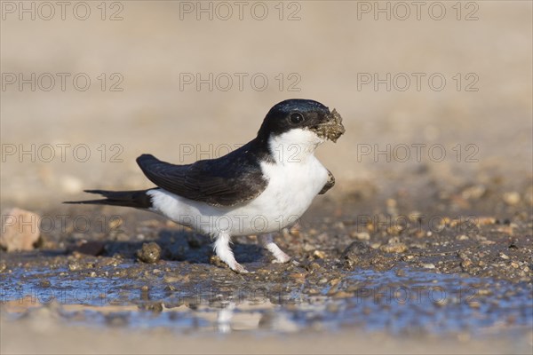 Common house martin (Delichon urbicum)