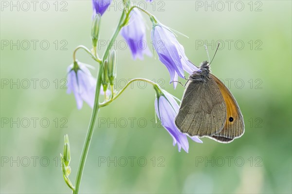 Meadow brown (Maniola jurtina) on Spreading Bellflower (Campanula patula)