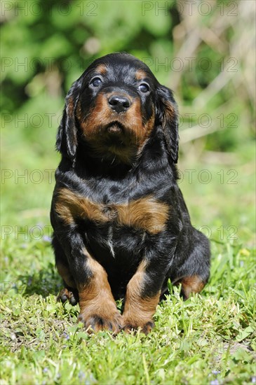 Gordon Setter