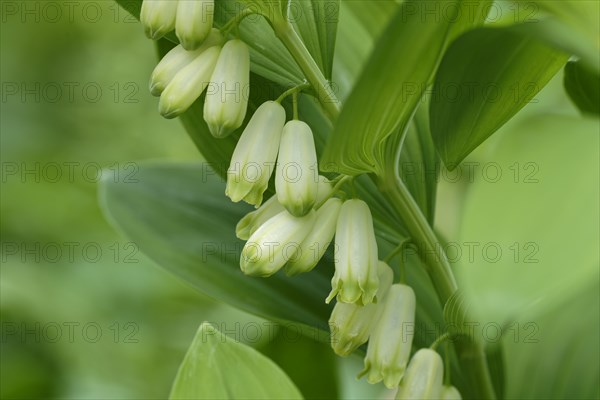 Solomon's seal (Polygonatum multiflorum)