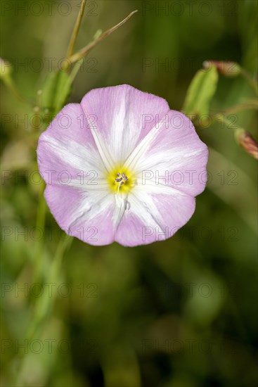 Field bindweed (Convolvulus arvensis)