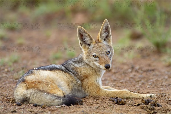 Black-backed Jackal (Canis mesomelas)