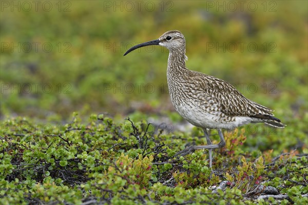 Whimbrel (Numenius phaeopus)