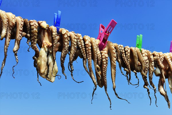 Hanged octopus dries on leash