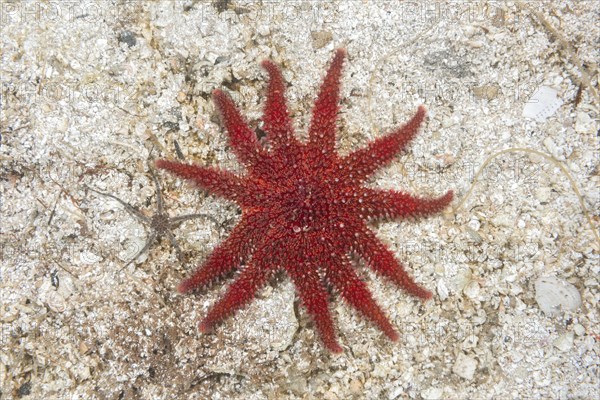 Common Sun Star (Crossaster papposus) on sandy bottom