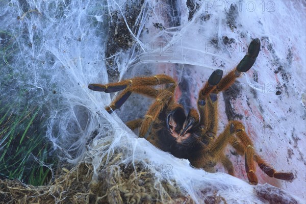 King Baboon Tarantula (Pelinobius muticus) in her burrow