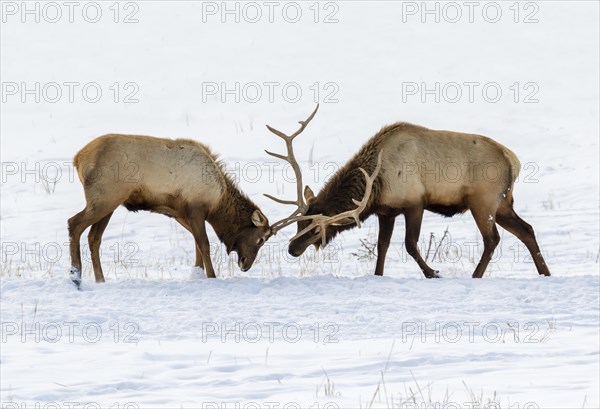 Two male wapitis (Cervus canadensis) fighting in prairie on snow