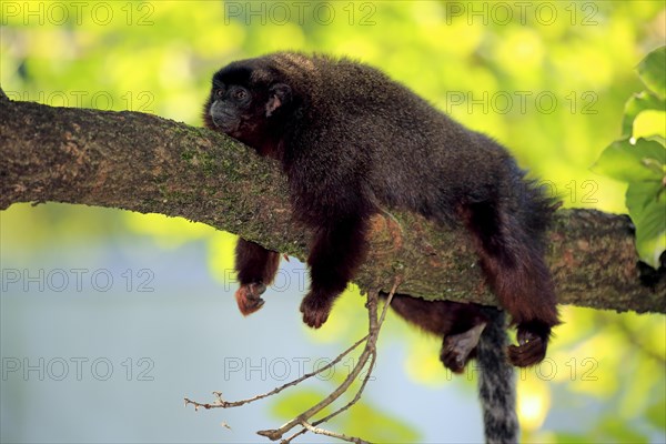 Coppery titi (Plecturocebus cupreus)