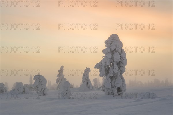 Snowy trees at sunset