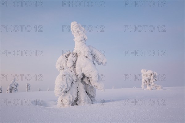 Snowy trees