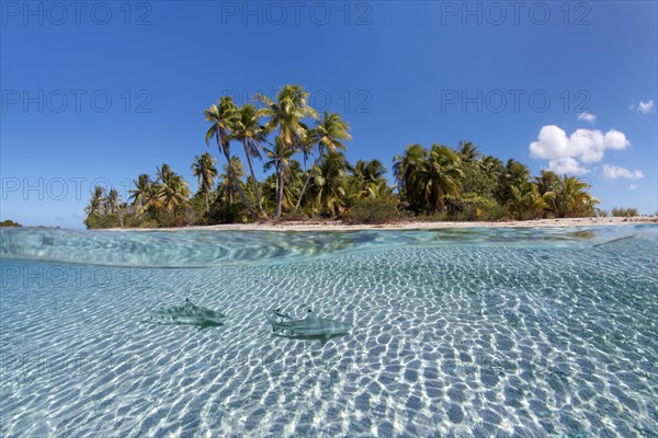 Island with palm trees