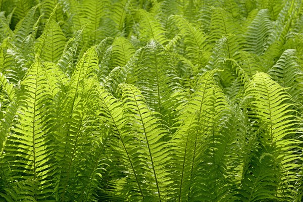 Ostrich Fern (Matteuccia struthiopteris)