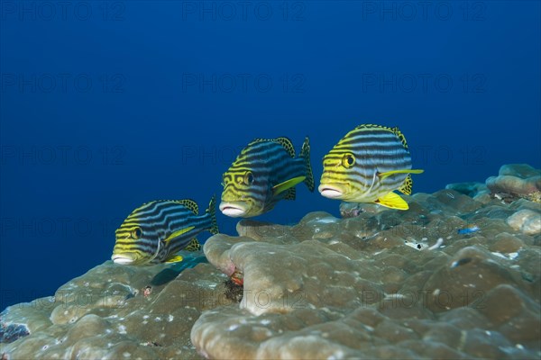 Oriental Sweetlips (Plectorhinchus vittatus) over coral reef