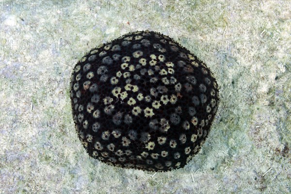 Cushion Star or Spiny cushion star (Culcita schmideliana)