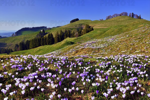 Meadow with flowering Crocuses (Crocus) on the Ramisgummen in Emmental