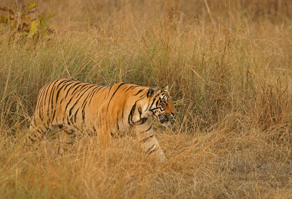 Bengal tiger (Panthera tigris tigris)