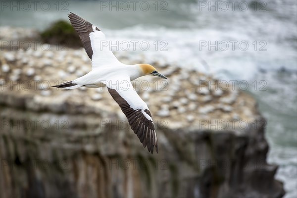 Australasian Gannet (Morus serrator) in flight