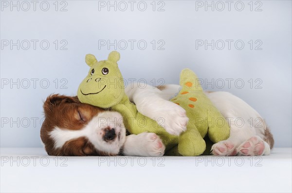 Irish Red and White Setter