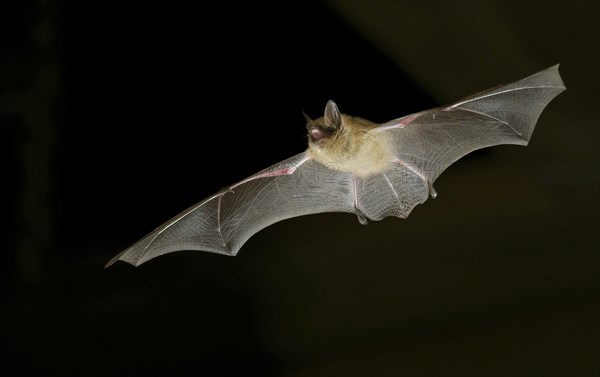 Geoffroy's bat (Myotis emarginatus) in flight at night