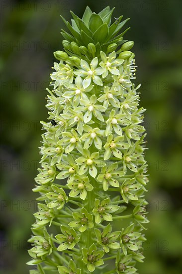 Flower of Giant pineapple lily (Eucomis pallidiflora)