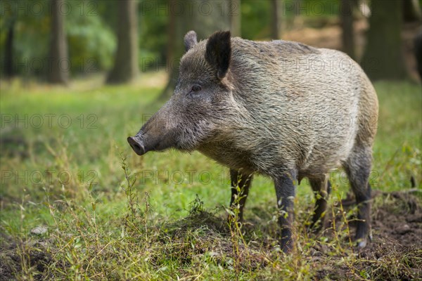 Wild boar (Sus scrofa)