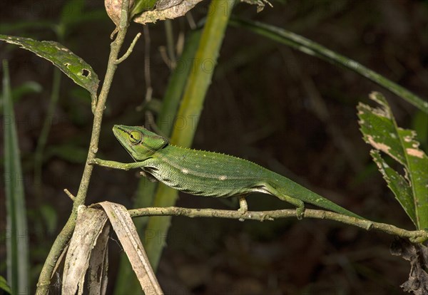 Chameleon (Calumma gastrotaenia)