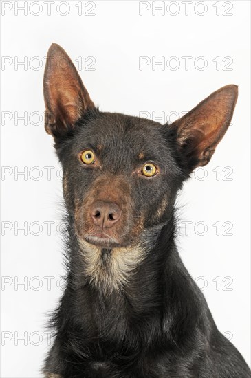 Australian Kelpie