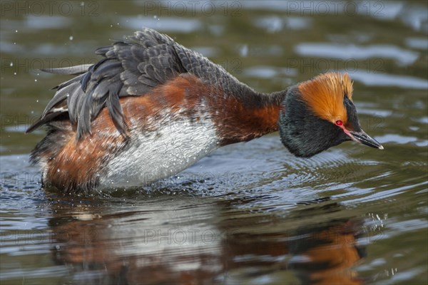 Horned Grebe (Podiceps auritus)