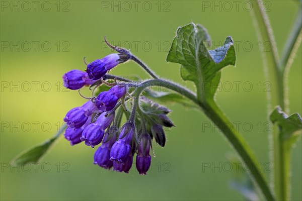 Common comfrey (Symphytum officinale)