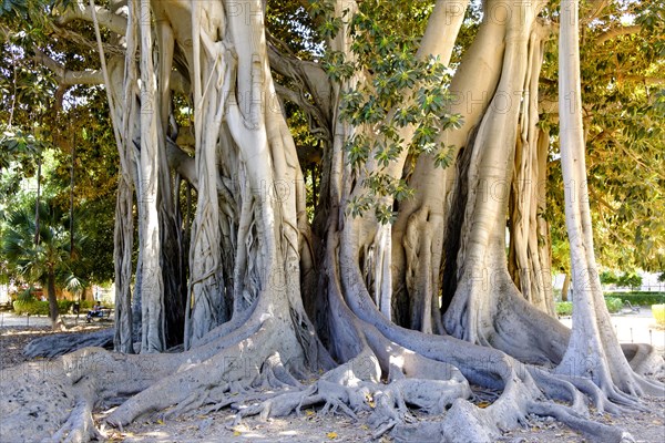 Tree trunk