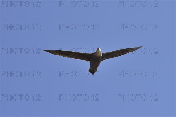 Southern giant petrel (Macronectes giganteus) in flight