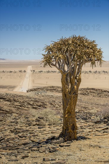 Desert-like landscape with Quiver tree (Aloe dichotoma)